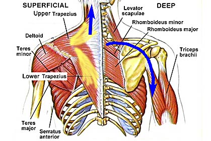 scapula