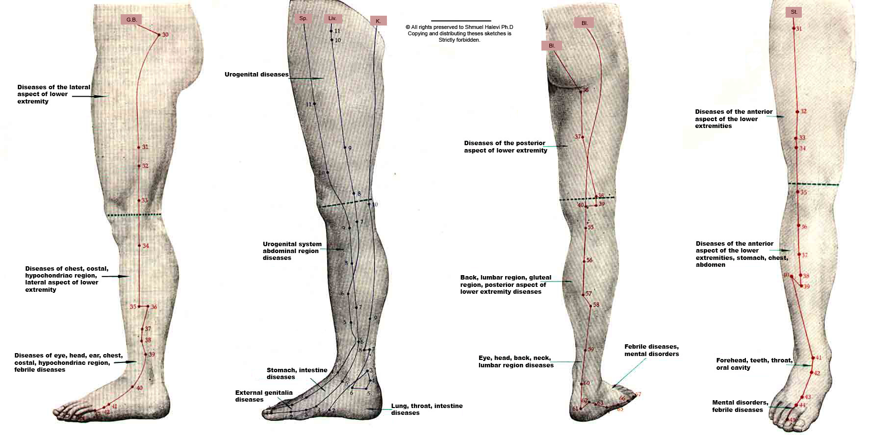 Size Chart Legs